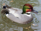 Falcated Duck (WWT Slimbridge March 2009) - pic by Nigel Key